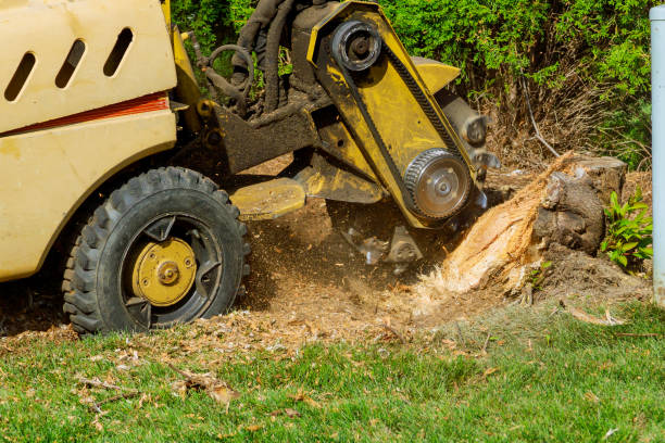 Best Lawn Maintenance Plans  in Huntsville, AL