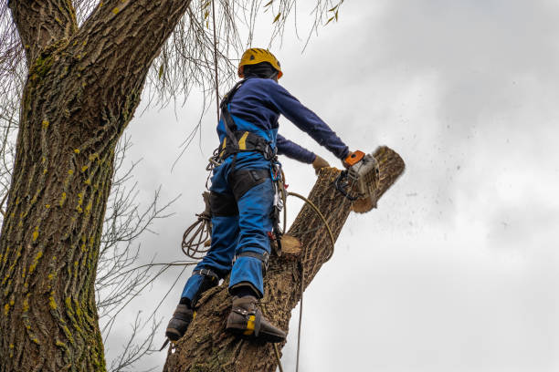 Best Hazardous Tree Removal  in Huntsville, AL