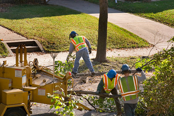 Reliable Huntsville, AL Tree Services Solutions