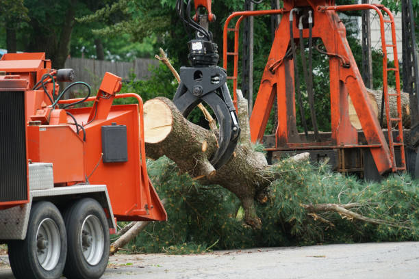 How Our Tree Care Process Works  in  Huntsville, AL