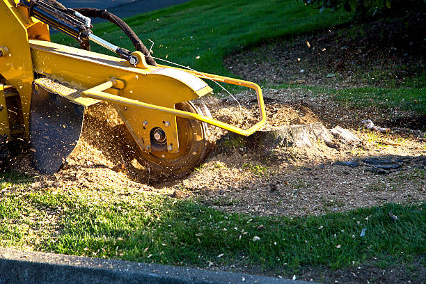 Grass Overseeding in Huntsville, AL