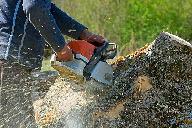  Huntsville, AL Tree Services Pros
