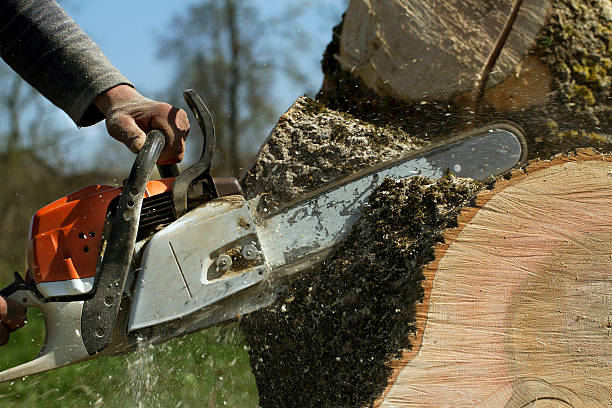 Best Tree Removal  in Huntsville, AL